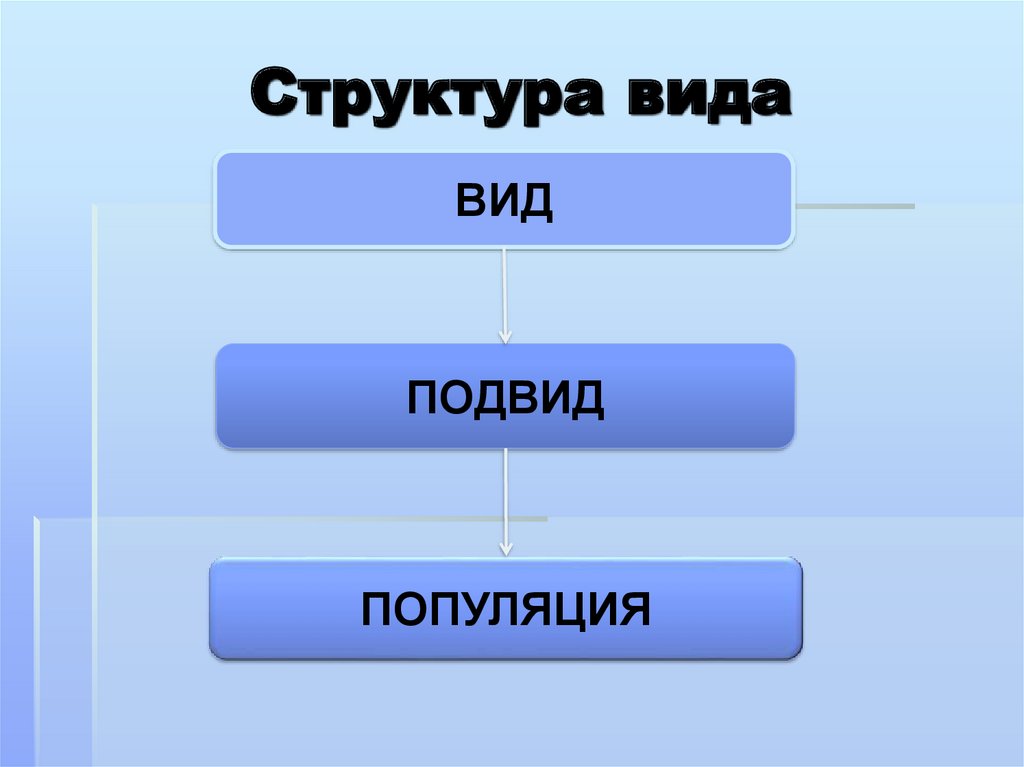 Используя какой вид