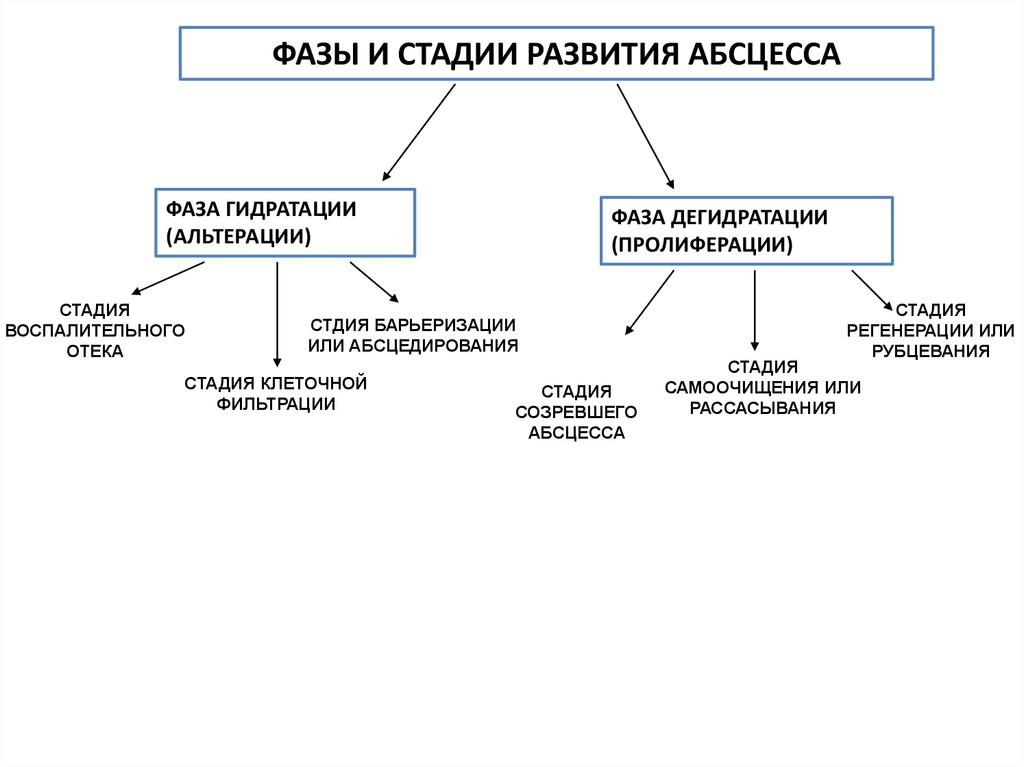 Абсцесс фазы