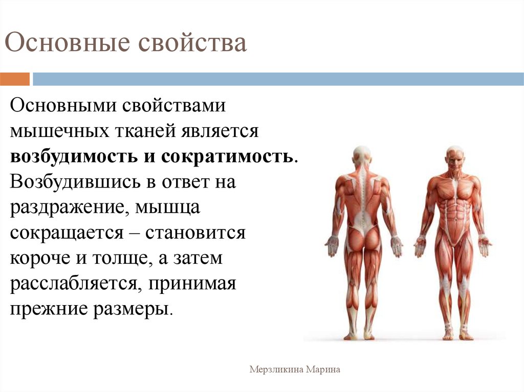 Главные свойства мышц