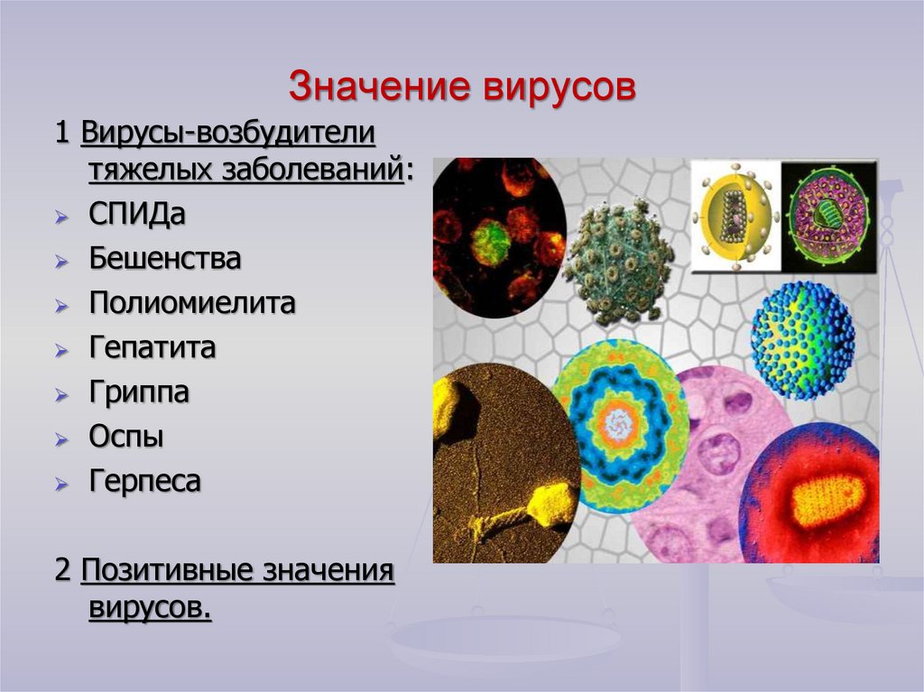 Какие есть вирусы. Значение вирусов. Вирусы значение вирусов. Биологическое значение вирусов. Место вирусов в природе.