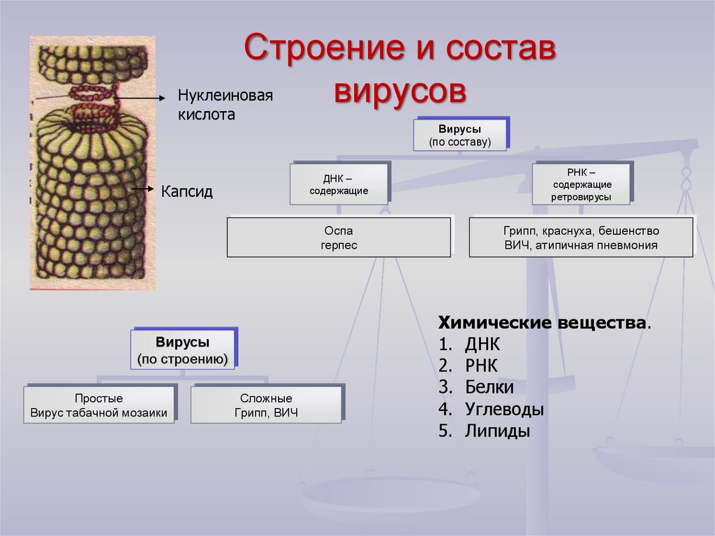 Организм состоит из вирусов