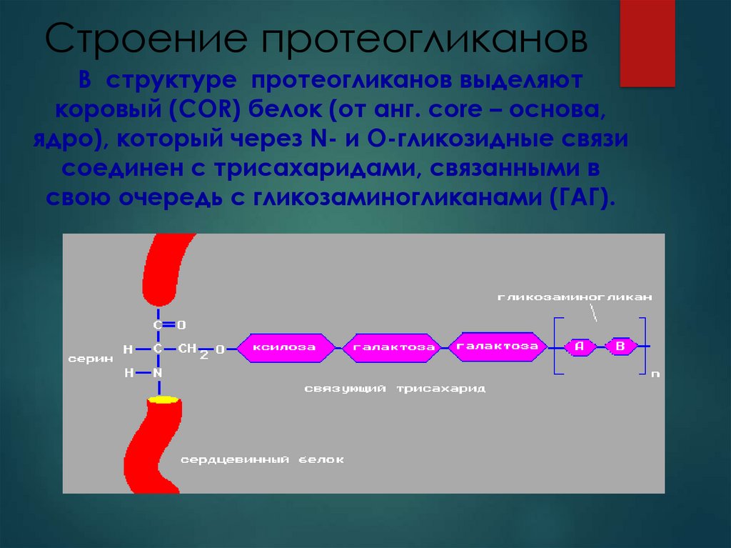 Синтез белков мембран. Коллаген, эластин, протеогликаны. Биохимия. Протеогликаны строение. Синтез протеогликанов. Гликопротеины и протеогликаны.