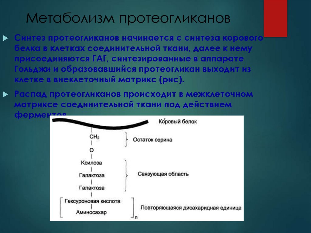 Синтез протеогликанов схема