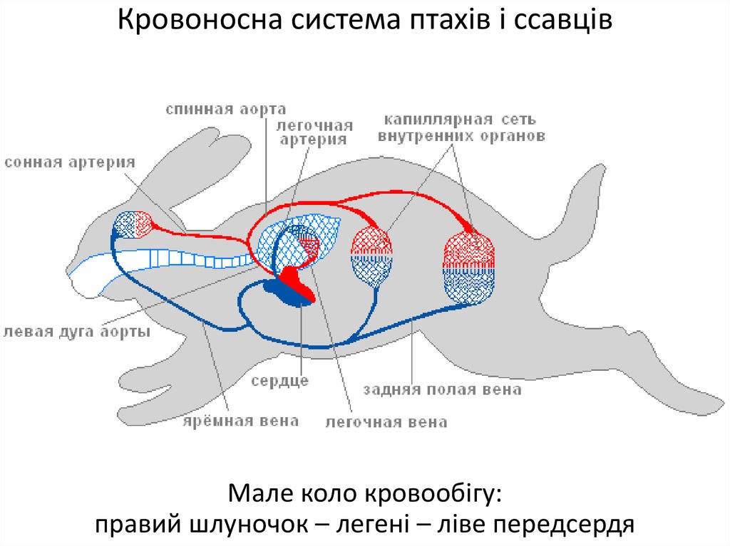 Особенности кровообращения млекопитающих. Схема строения кровеносной системы млекопитающих. Кровеносная система зайца схема. Дыхательная система кролика схема. Дыхательная система млекопитающих кролик.