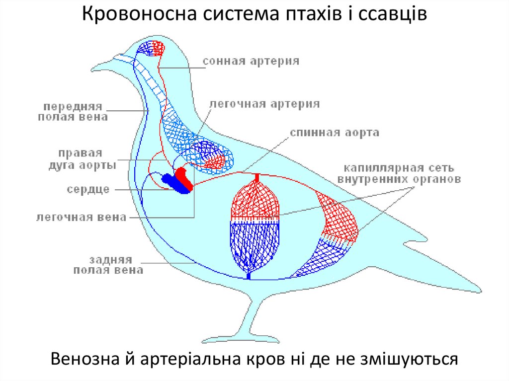 Схема кровообращения птиц. Схема кровеносной системы птицы схема. Схема ковеносной система птиц. Кровеносное строение птиц. Схема кровеносной системы голубя.