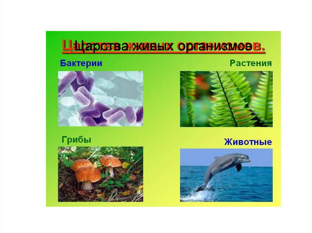 Цвет необходим живым организмам для. Живые организмы. Царство растений животных грибов. Живые организмы делятся на. 5 Царств живых организмов.