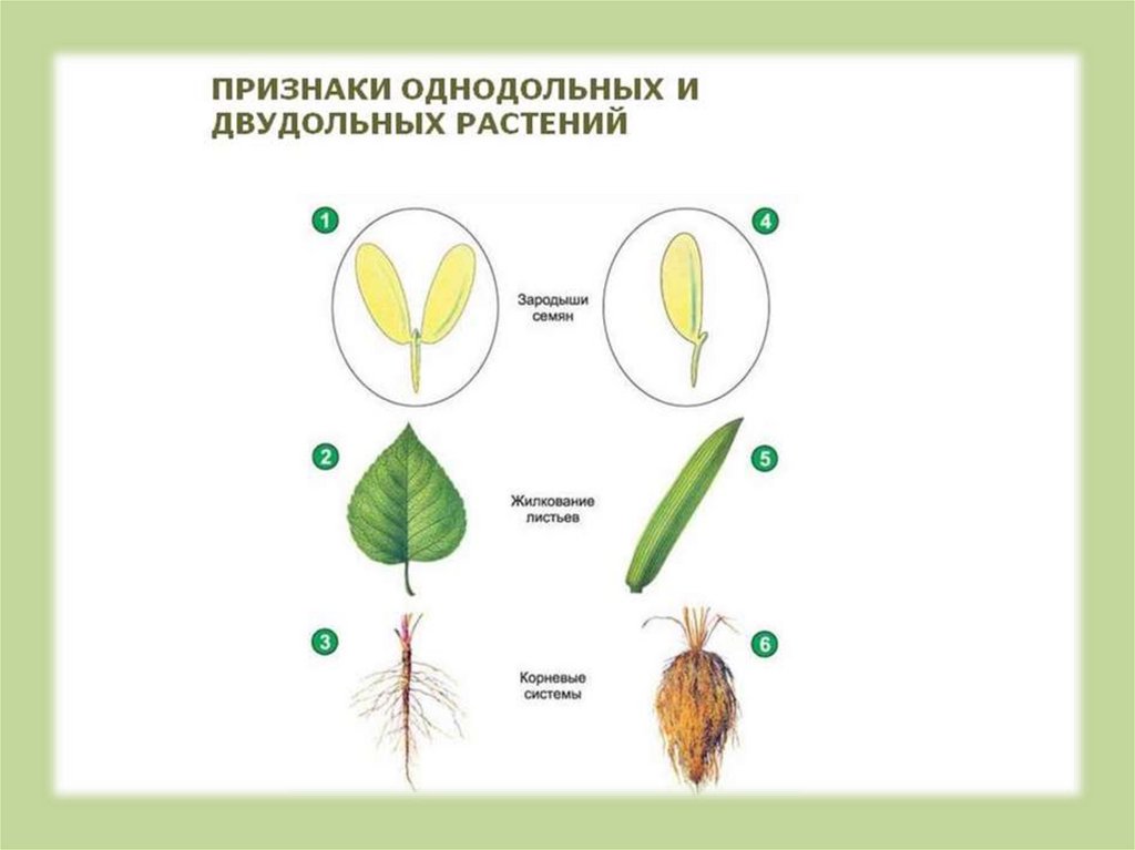 Семейства класса двудольные фото