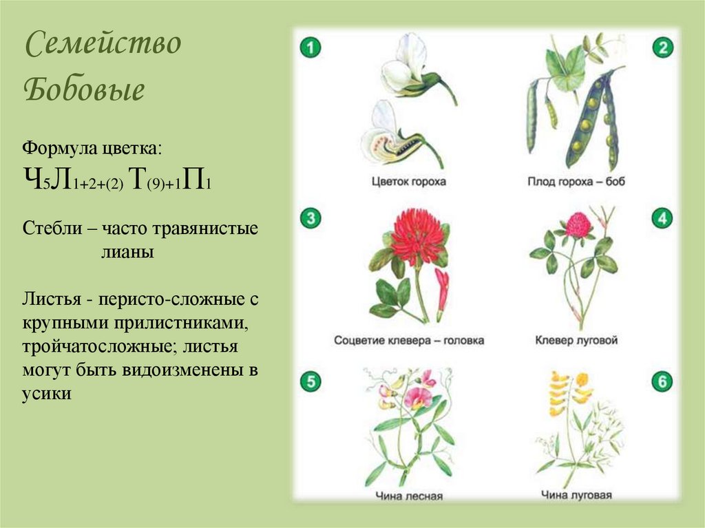 Семейство мотыльковые околоцветник