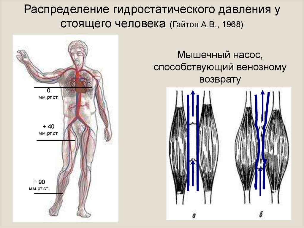 Распределение гидростатического давления у стоящего человека (Гайтон А.В., 1968)