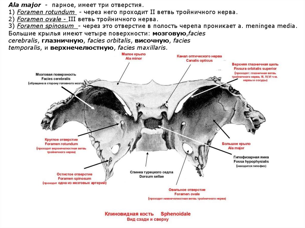 Клиновидная кость фото картинка