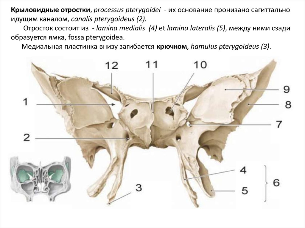 Отростки клиновидной кости. Клиновидная кость черепа. Клиновидная кость анатомия Синельников. Крыловидный отросток клиновидной кости анатомия. Клиновидная кость черепа строение.