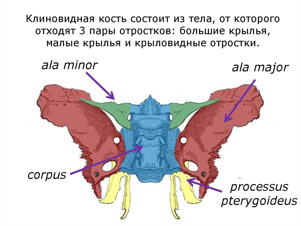 Клиновидная кость фото картинка