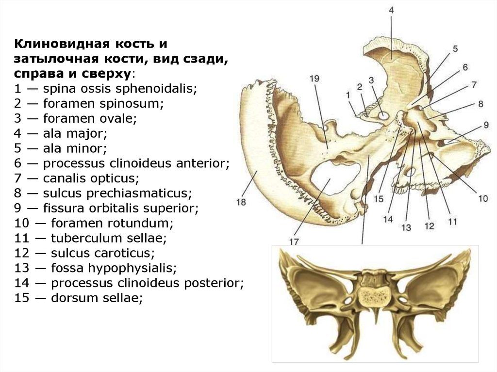 Ala magna ossis sphenoidalis