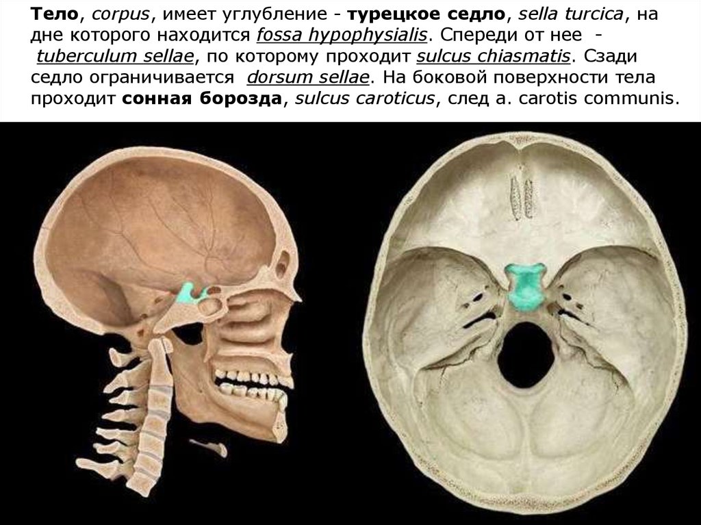 Клиновидная кость черепа рисунок