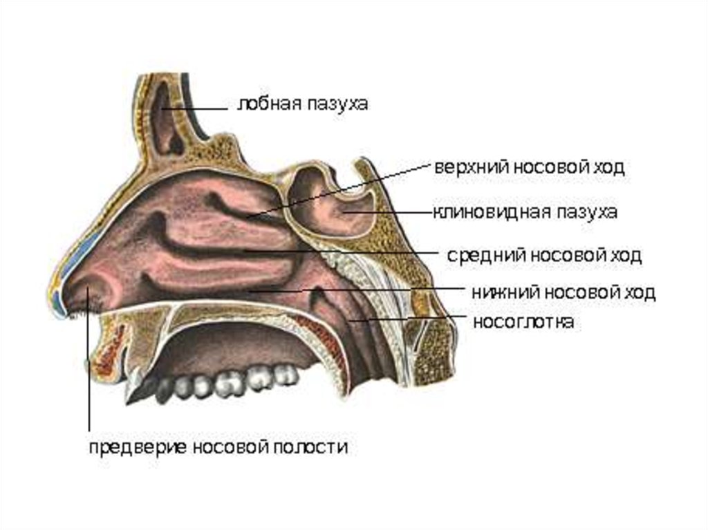 Слизистые оболочки носовых ходов. Стенки клиновидной пазухи анатомия. Лобная пазуха клиновидная пазуха. Строение клиновидной пазухи. Полость носа анатомия дыхательная система.