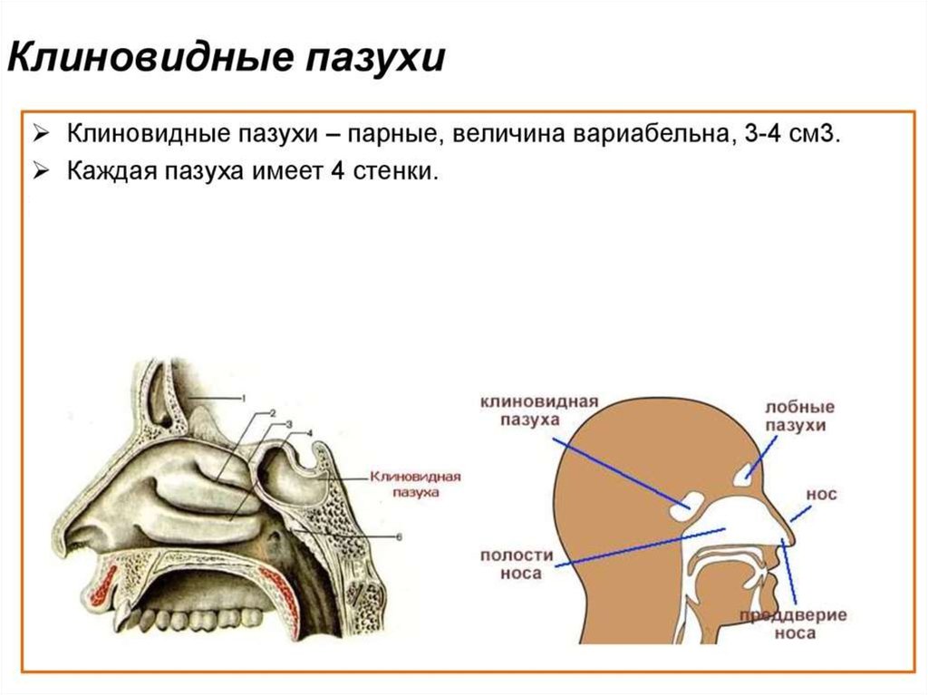Где находится клиновидная пазуха фото носа