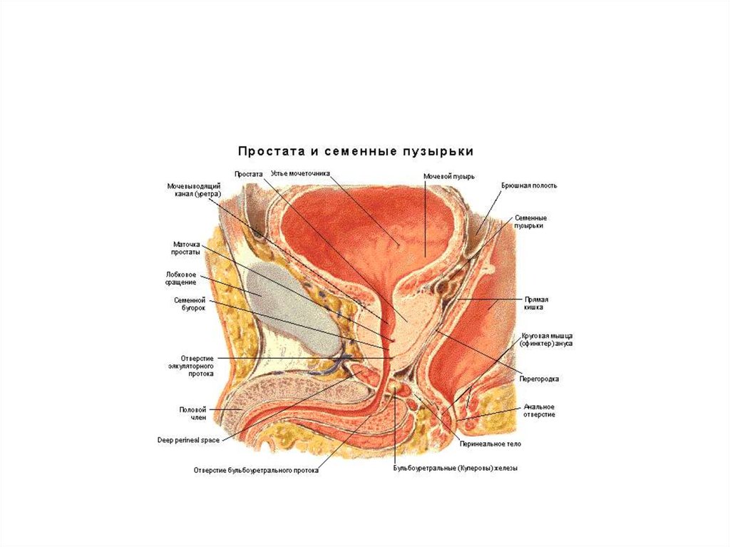 Семенные пузырьки простаты. Предстательная железа анатомия. Простата анатомия топография. Предстательная железа у мужчин где расположена фото.