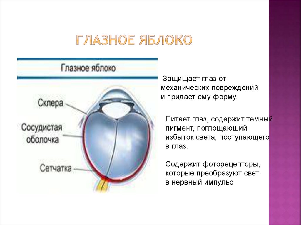 Оболочка защищает