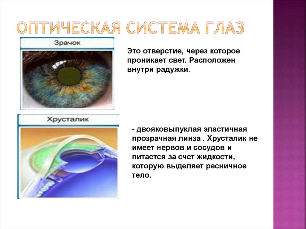 Система глазок. Оптическая система глаза. Оптическая система глаза представлена. Зрачок это отверстие. Фон для оптической системы глаза презентация.