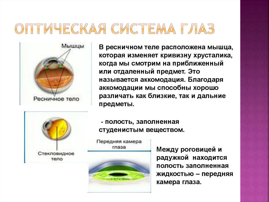 Перечислите оптические среды глаза