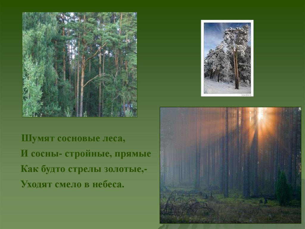 Шумит сосна. Стихи про Сосновый лес. Презентация на тему Сосновый лес. Компоненты леса. Сообщение про Сосновый лес.