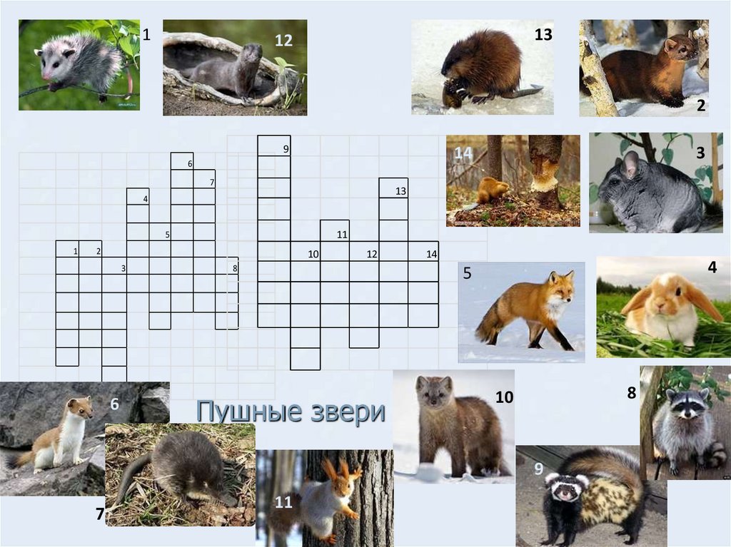 Делает чучела зверей сканворд. Пушные звери. Кроссворд про животных с картинками. Пушные звери биология 7 класс.