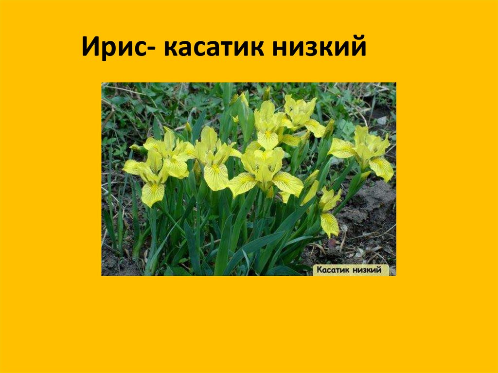 Желтая красная книга