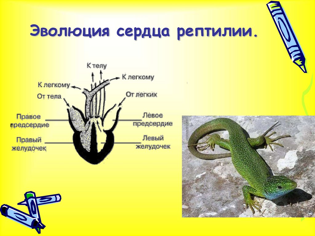 Схема рептилий
