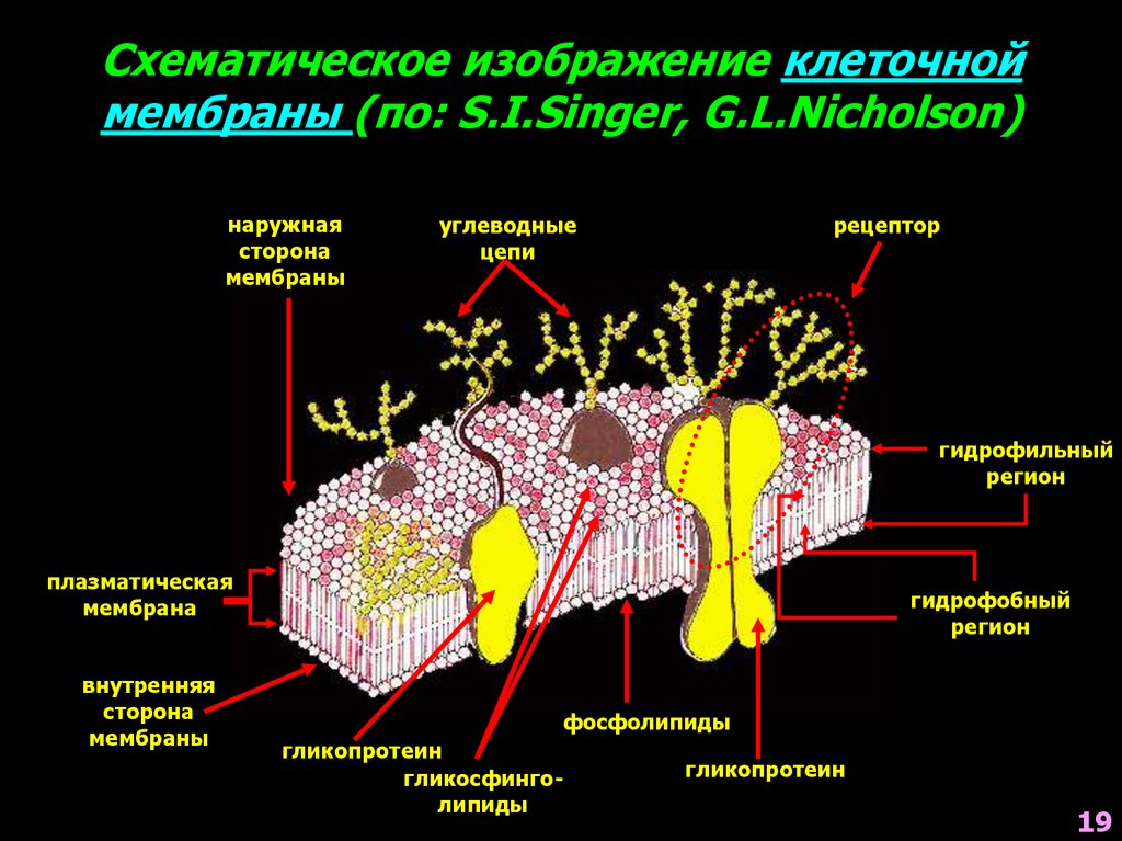 Рецептор клетки