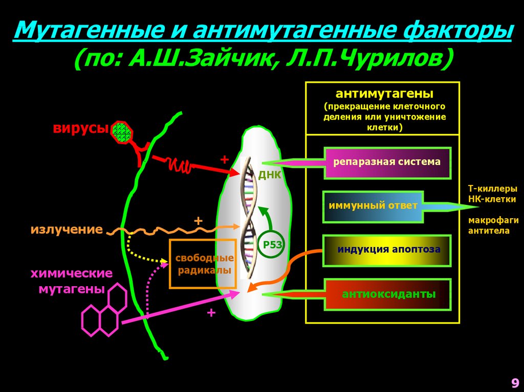 Мутагенная масса. Антимутагенные механизмы. Мутагенные и антимутагенные факторы. Механизм действия антимутагенов. Механизмы антимутагенной клеточной защиты.