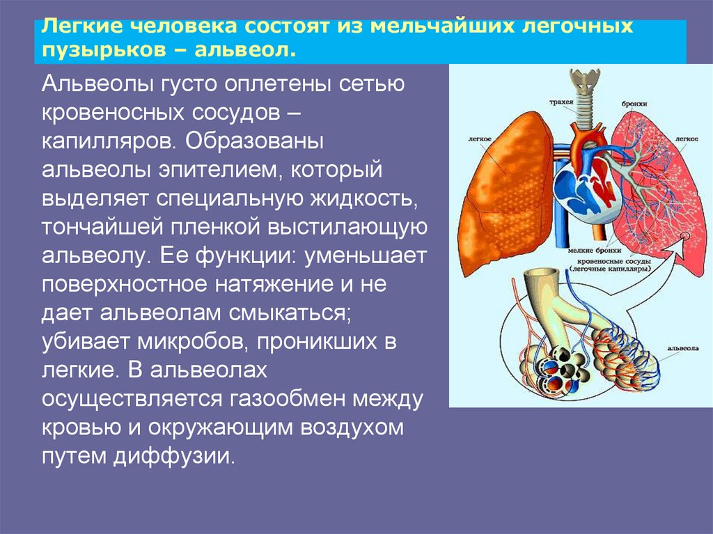 Много информации о легких. Лёгкие состоят из. Лёгкие состоят из лёгочных пузырьков — альвеол.. Легкие человека альвеолы.