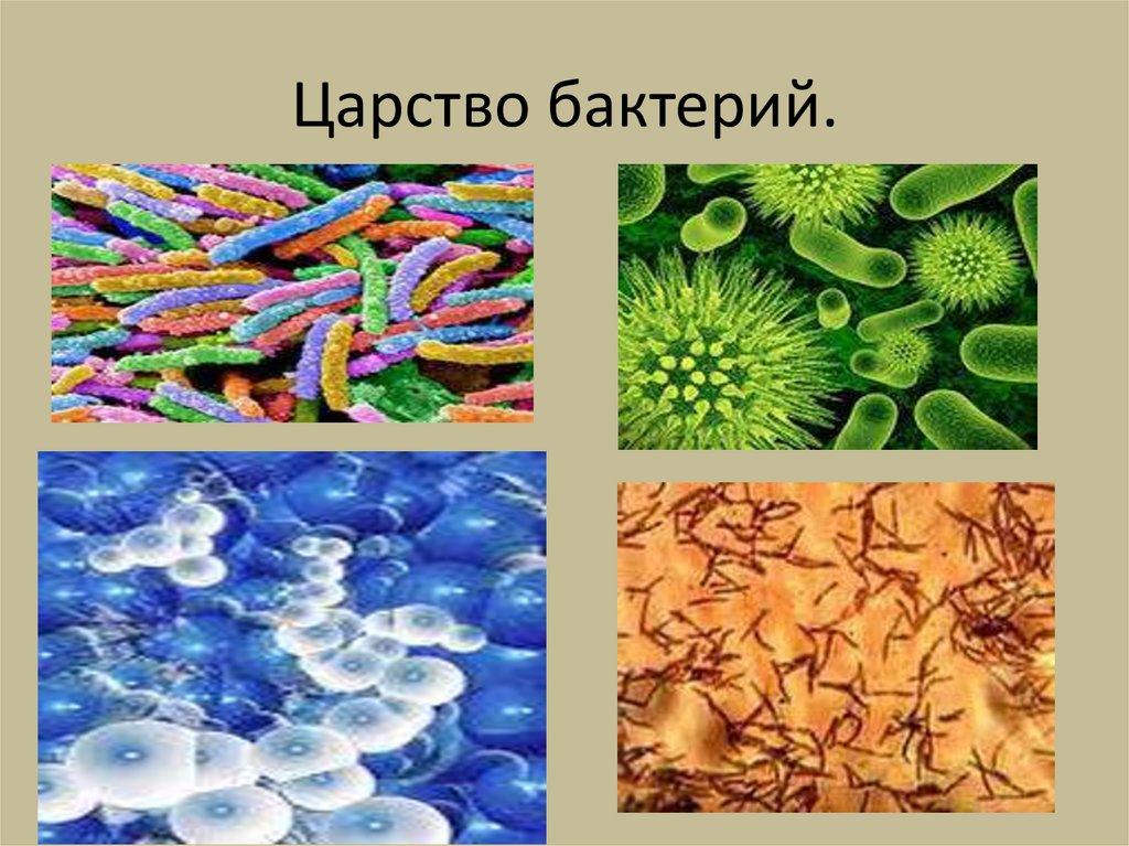 Царство бактерий водоросли. Царство живых организмов бактерии.