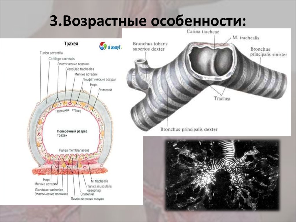 3.Возрастные особенности: