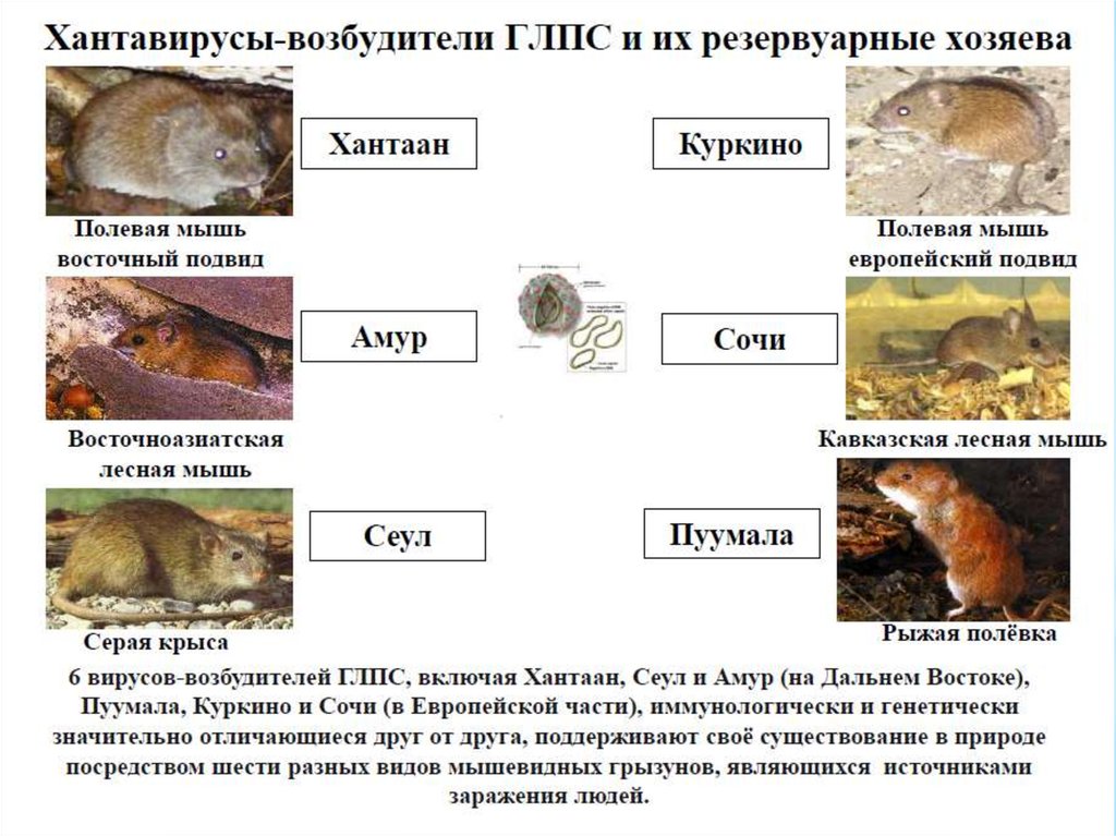 Мыши какие болезни. ГЛПС механизм и пути передачи. Вирус ГЛПС механизм передачи. Вирус геморрагической лихорадки с почечным синдромом. ГЛПС возбудитель.