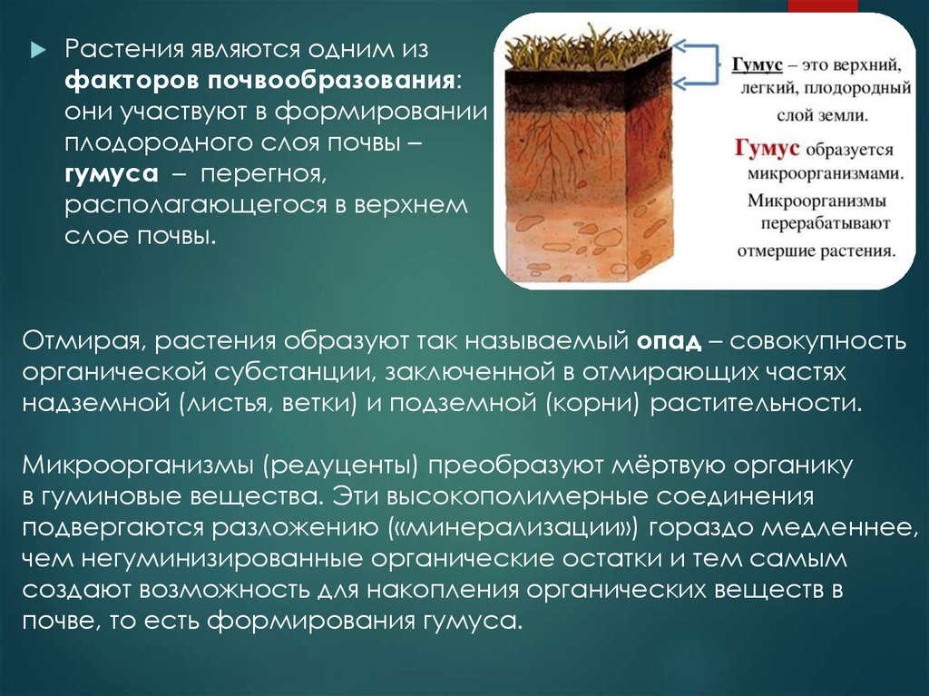 Требования к снятию плодородного слоя почвы. Роль растений в почвообразовании. Роль гумуса в почвообразовании. Слои почвы, формирующиеся в процессе почвообразования, называются:. Фактор почвообразования главный в формировании плодородия.