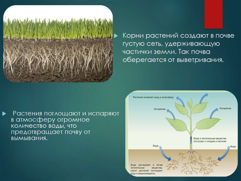 Корням растений вода необходима для