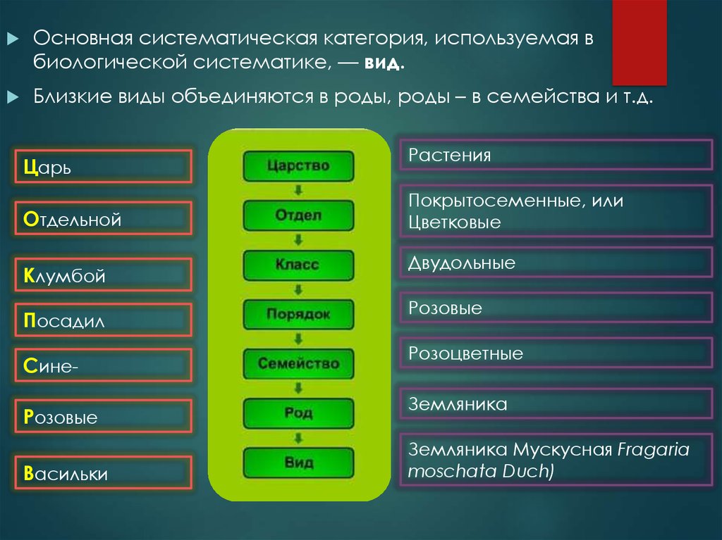 Роды объединяются в семейства