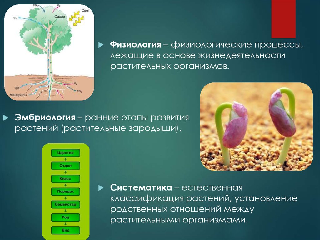 Какова роль человека в эволюции растительного. Основные этапы развития растений. Эволюция растений презентация. Этапы эволюции растений. Эволюция растений этапы развития.