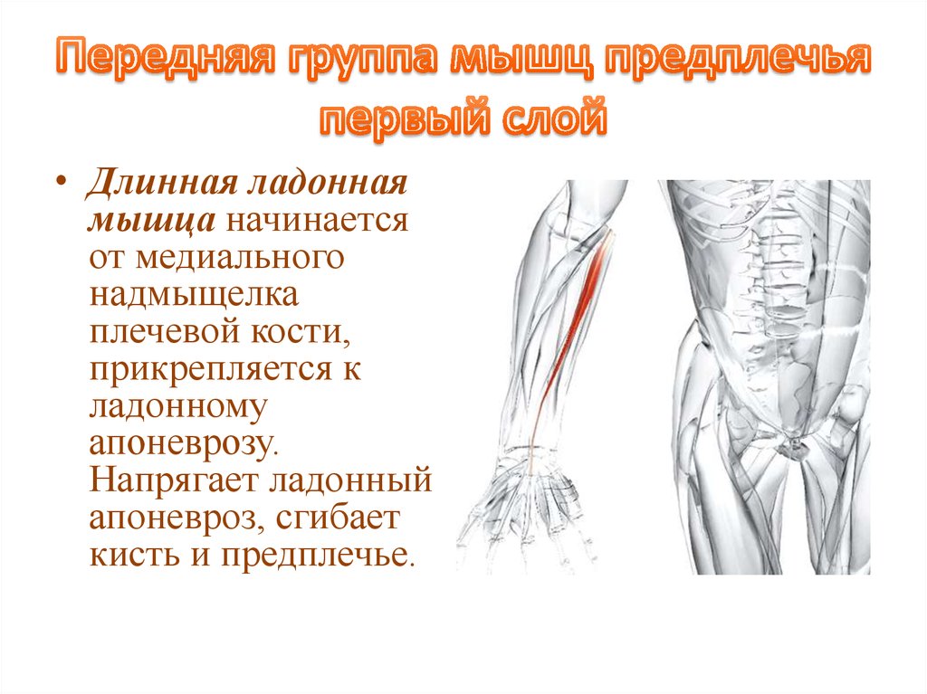 Мышцы предплечья передняя группа. Длинная ладонная мышца начало и прикрепление. Длинная ладонная мышца начало прикрепление функции. Длинная ладонная мышца вплетается в ладонный апоневроз. Функция ладонной мышцы.