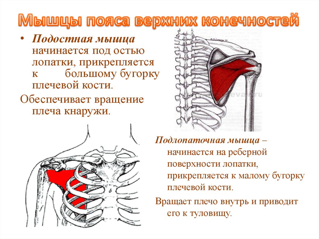 Подлопаточная мышца фото