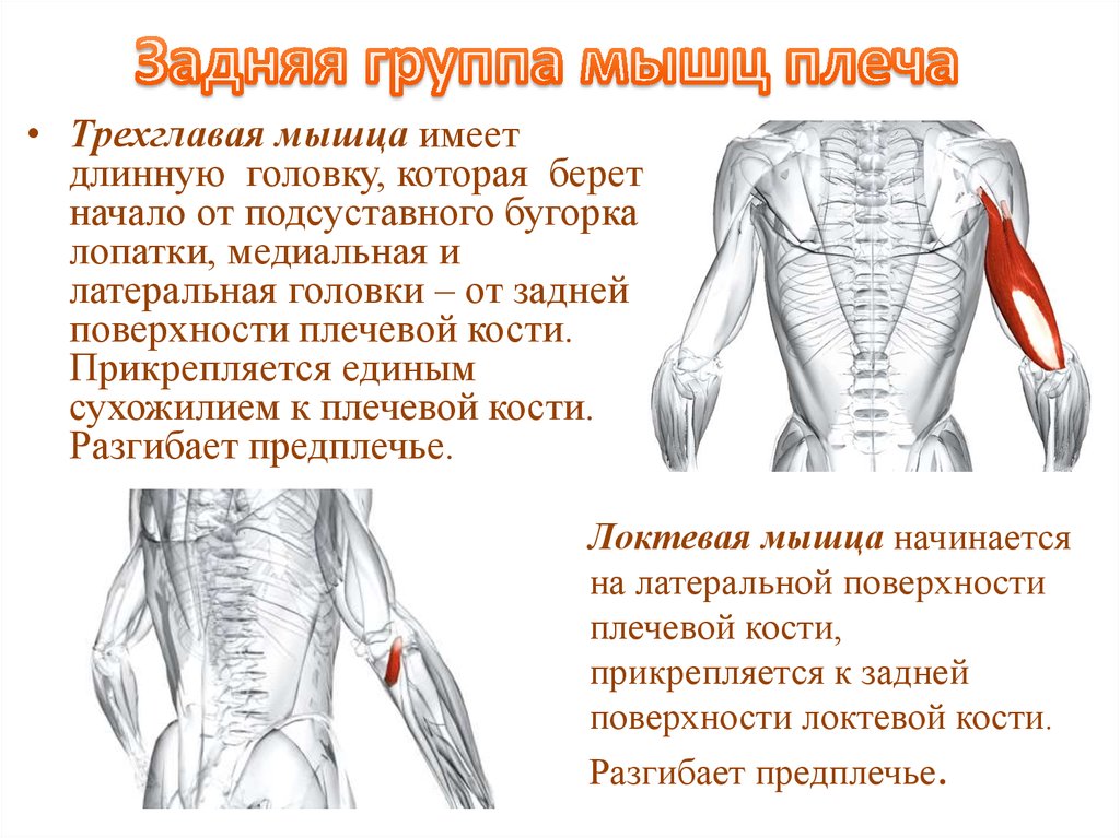 Мышцы плечей. Функция задней группы мышц плеча. Мышцы задней группы мышц плеча. Задняя трехглавая мышца плеча. Мышцы плеча сзади.