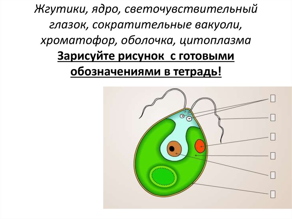 Строение хламидомонады 5 класс рисунок с подписями