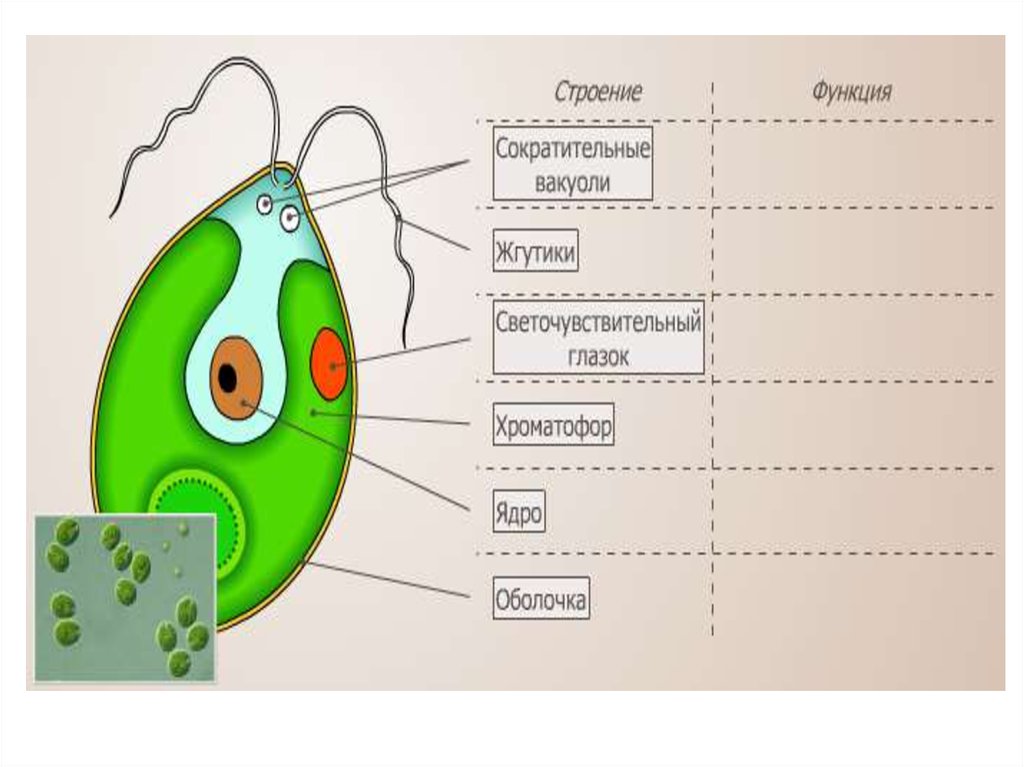 Глазок водоросли