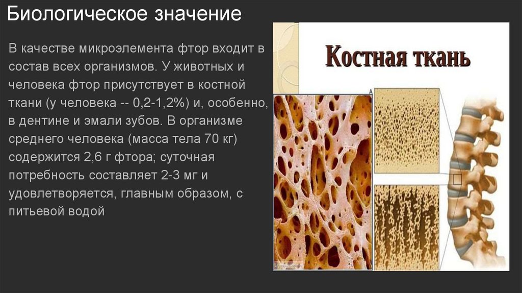 Биологическое значение человека. Биологическое значение фтора для организма человека. Вода в костной ткани. Микроэлементы костной ткани».. Биологическая роль костной ткани.