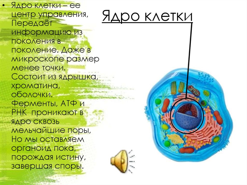 Ядро клетки