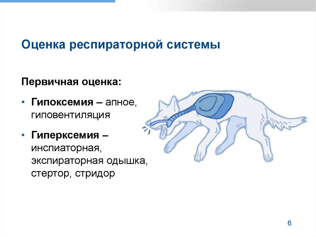 Первичная оценка. Триаж в ветеринарии. Оценка респираторной системы. Триаш система в ветеринарии. Триаж пациентов Ветеринария.