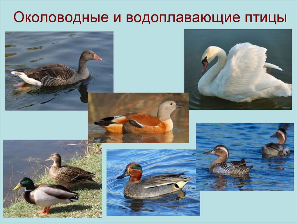 Виды водоплавающих птиц фото и названия