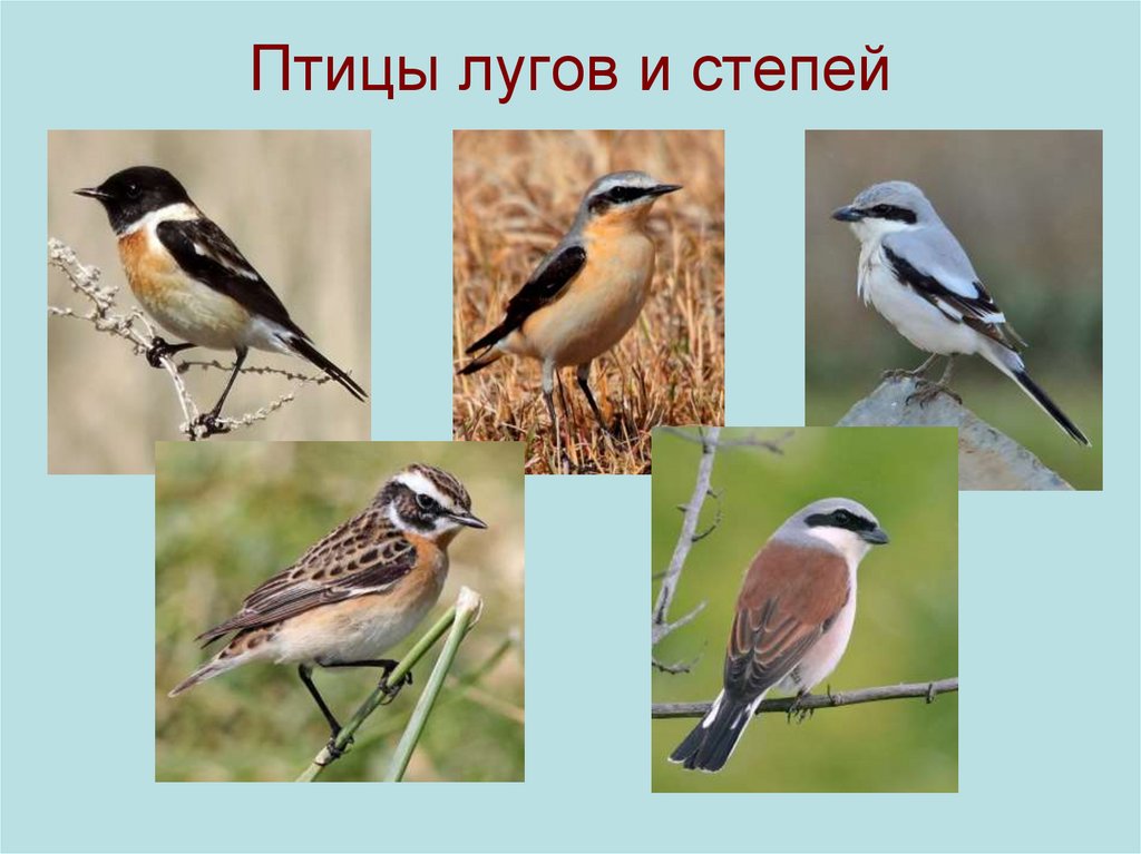 Птицы луга