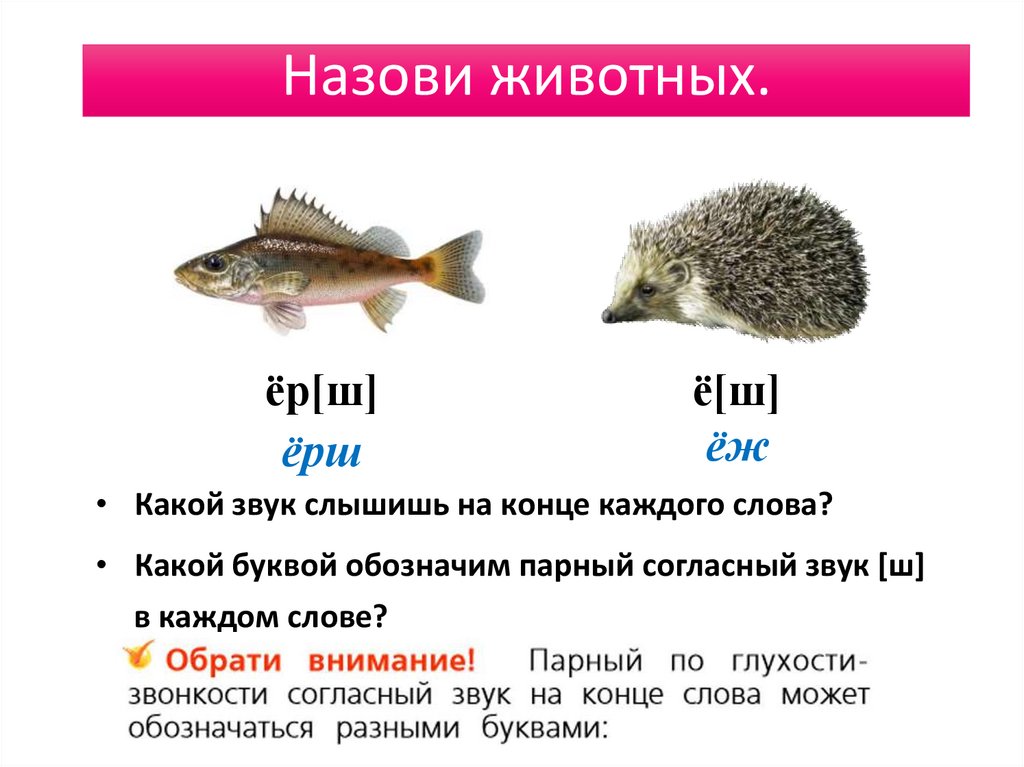 Правописание парного по глухости звонкости. Слова с парным по глухости-звонкости согласным звуком на конце слова. Имена для крыс парные на букву ю.