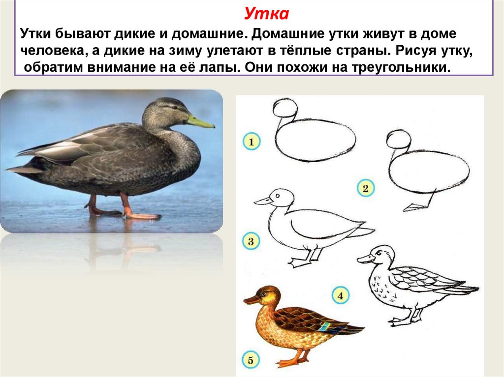 Пропорции выражают характер смешные человечки урок изо 2 класс презентация